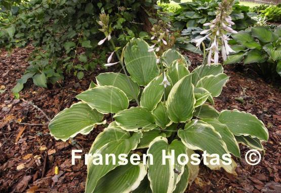 Hosta Gone With the Wind